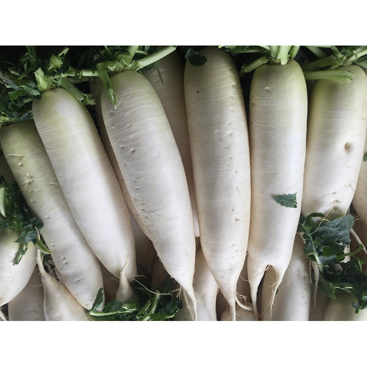 Poznaj wartość odżywczą świeżej rzodkiewki New Crop, która wzmacnia odporność i hamuje wzrost komórek nowotworowych